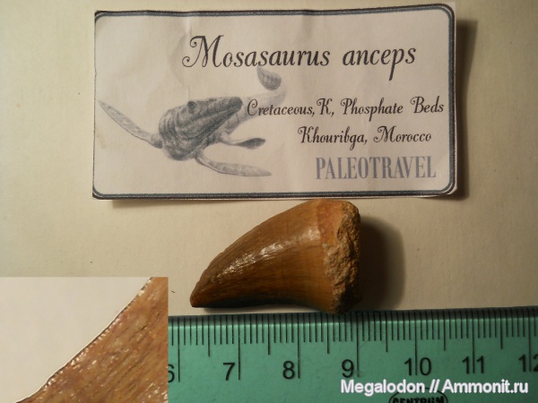 рептилии, мел, Марокко, маастрихт, Mosasaurus, Liodon, liodon anceps, Maastrichtian, Cretaceous