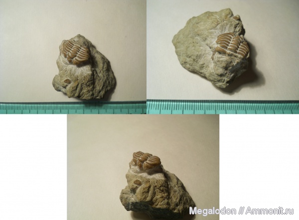 трилобиты, ордовик, Atractopyge, Encrinuridae, Atractopyge woerthii, Ordovician