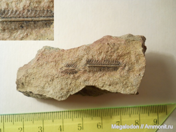 Граптолиты