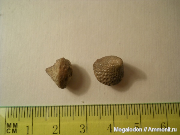 ордовик, эокриноидеи, Bolboporites, Ordovician