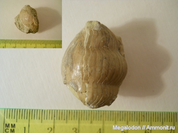 трилобиты, ордовик, Illaenus, Illaenina, Illaenidae, Illaenoidea, Ordovician