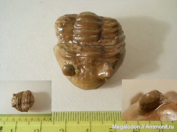 трилобиты, ордовик, Asaphus, Asaphidae, Asaphida, asaphoidea, Asaphinae, Ordovician