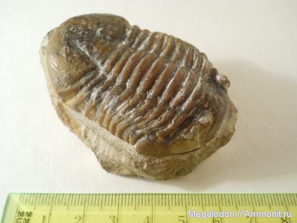 трилобиты, ордовик, Asaphus, Asaphidae, Asaphida, asaphoidea, Asaphinae, Ordovician