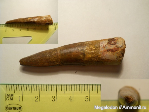 динозавры, мел, Марокко, альб, Spinosaurus aegyptiacus, Spinosaurus, Albian, Cretaceous