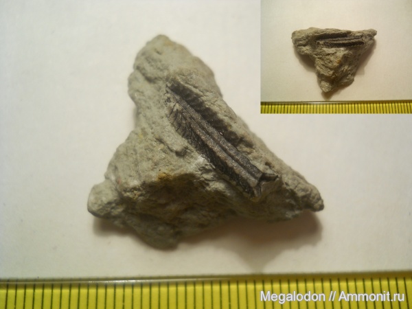 ордовик, Путилово, граптолиты, Tetragraptus, Ordovician