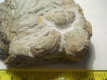 Плитка с цефалонами Pliomera и Cyrtometopus, и Echinoencrinites sp.