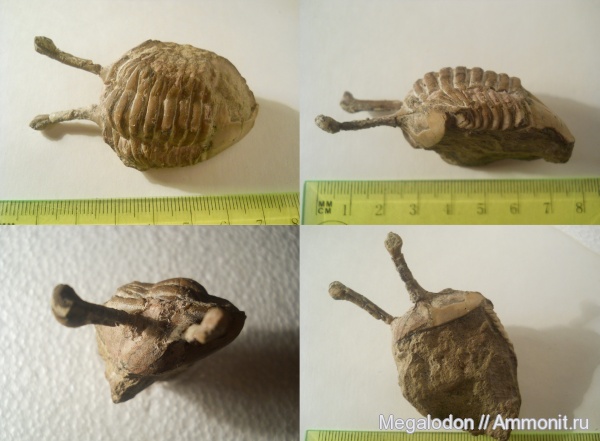 Членистоногие