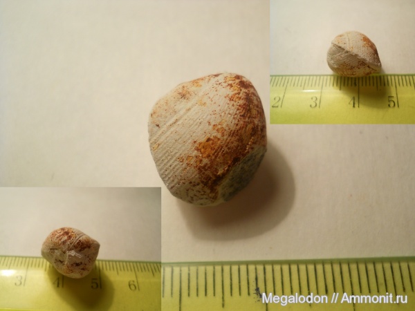 моллюски, мел, двустворки, маастрихт, Вольск, Maastrichtian, Cretaceous