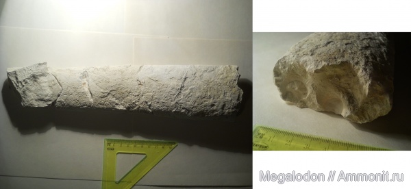 аммониты, моллюски, мел, маастрихт, Ammonites, Baculites, Вольск, Maastrichtian, Cretaceous