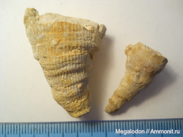 карбон, кораллы, Гжель, Gshelia, Московская область, Rugosa