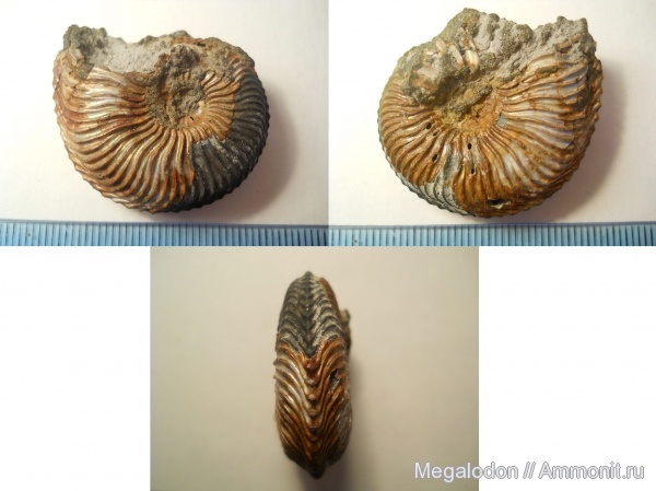 аммониты, моллюски, юра, Cardioceras, оксфорд, Михайловцемент, Ammonites, Oxfordian, Jurassic