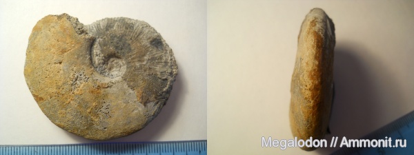 аммониты, моллюски, юра, келловей, Sigaloceras, Ammonites, Callovian, Jurassic, Middle Jurassic