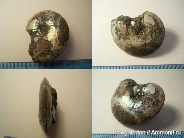 аммониты, моллюски, юра, Garniericeras, Ammonites, РГОК, Jurassic