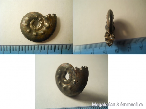 аммониты, моллюски, юра, Brightia, келловей, Михайловцемент, Ammonites, Callovian, Jurassic, Middle Jurassic