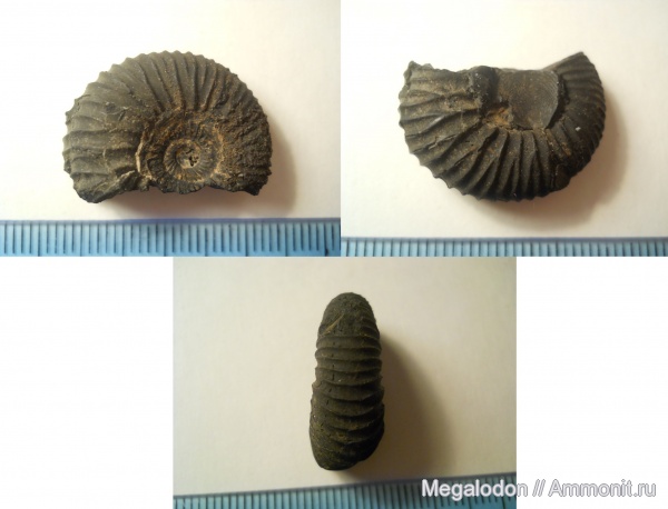 аммониты, моллюски, юра, Москва, Pavlovia, Ammonites, Jurassic