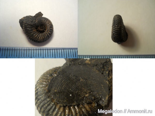 аммониты, моллюски, юра, Epivirgatites, Ammonites, РГОК, Jurassic