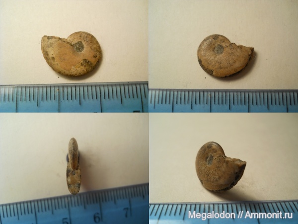 аммониты, мел, апт, Aconeceras, Ammonites, Дагестан, Кавказ, Sinzovia, Aptian, Cretaceous