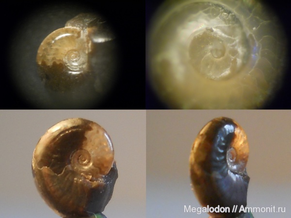 аммониты, моллюски, мел, апт, Aconeceras, Ammonites, Саратовская ГЭС, Sinzovia, аммонителла, Балаково, Aptian, Cretaceous