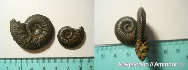 аммониты, моллюски, юра, келловей, Quenstedtoceras, Дубки, Ammonites, Callovian, Jurassic, Middle Jurassic