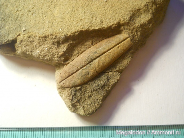 Растения, цианобактерии, одноклеточные и т.п.