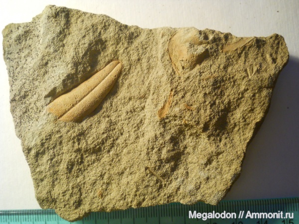 палеоген, растения, палеоцен, dewalquea