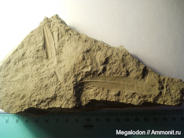 палеоген, растения, палеоцен, dewalquea