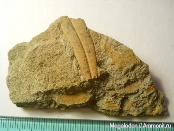 палеоген, растения, палеоцен, dewalquea