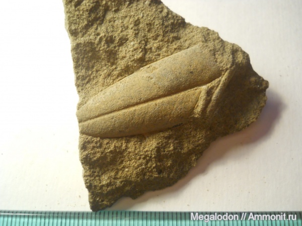 палеоген, растения, палеоцен, dewalquea