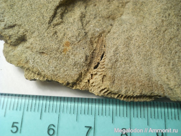 иглокожие, палеоген, палеоцен, морские звезды, asterias