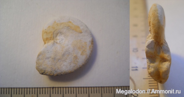 аммониты, моллюски, мел, Ammonites, кампан, Вольск, Campanian, Cretaceous