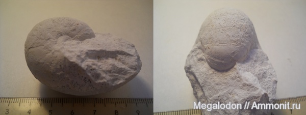 мел, наутилусы, наутилоидеи, Nautilida, Вольск, Cretaceous
