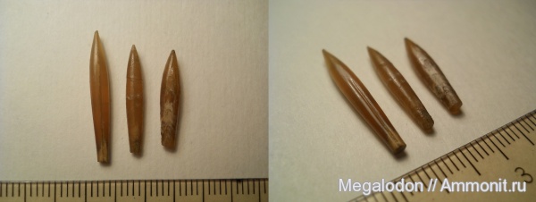 белемниты, моллюски, юра, головоногие моллюски, Hibolites, Дубки, Jurassic, belemnites