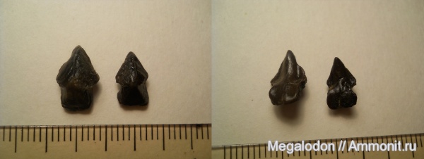 моллюски, юра, головоногие моллюски, Крым, ринхолиты, титон, Akidocheilus, гора Пска-Баир, Tithonian, Jurassic