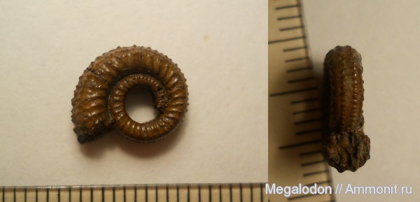 аммониты, моллюски, юра, головоногие моллюски, келловей, Дубки, Ammonites, Mojarowskia mojarowskii, Mojarowskia, Callovian, Jurassic, Middle Jurassic