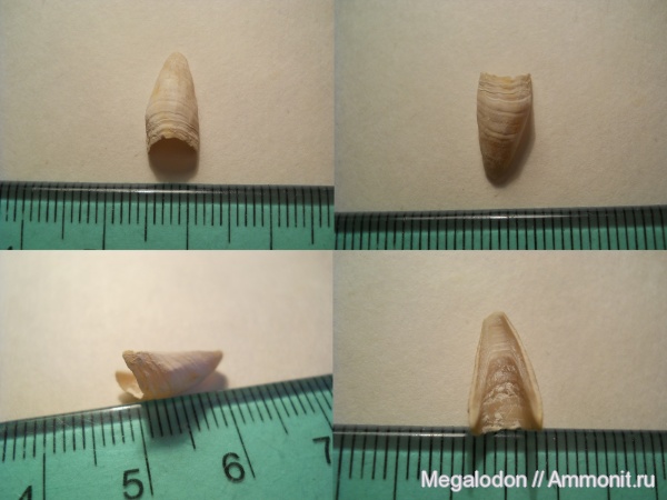 мел, ракообразные, маастрихт, кампан, усоногие раки, Вольск, Campanian, Maastrichtian, Cretaceous