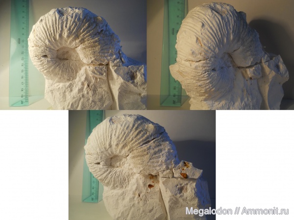 аммониты, моллюски, мел, маастрихт, Ammonites, Scaphitidae, Вольск, Acanthoscaphites, Maastrichtian, Cretaceous