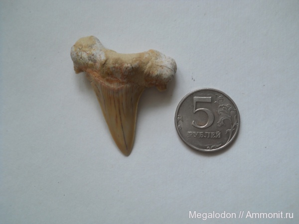 палеоген, эоцен, Марокко, акулы, зубы акул, Otodus, Lamniformes, Otodus obliquus, Otodontidae, shark teeth, sharks