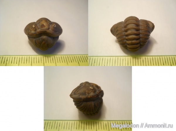 трилобиты, ордовик, США, Flexicalymene, Ordovician