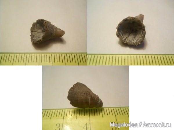 силур, кораллы, Швеция, кишечнополостные, Silurian, ругозы