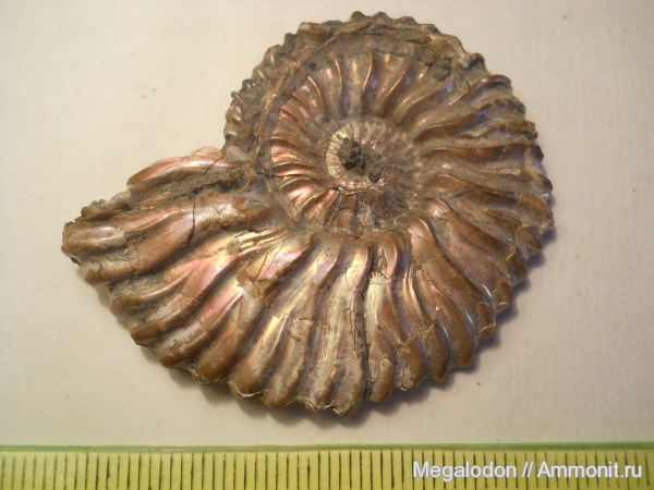 аммониты, мел, Deshayesites, апт, Саратовская область, Ammonites, Саратовская ГЭС, Aptian, Cretaceous
