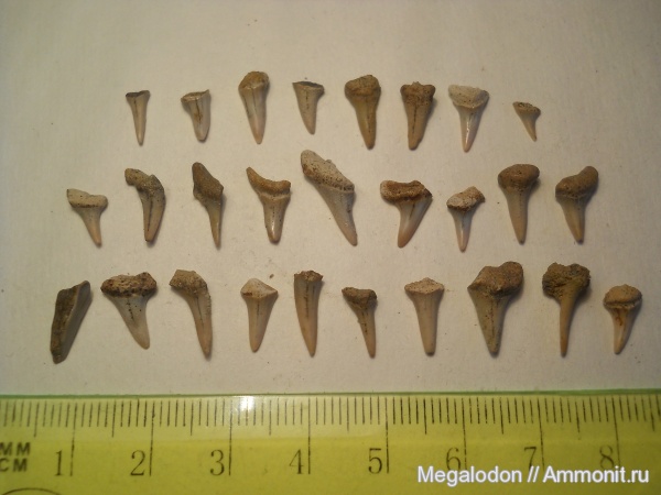 мел, рыбы, хрящевые рыбы, акулы, сеноман, Московская область, Lamniformes, Cenomanian, Cretaceous, fish, sharks