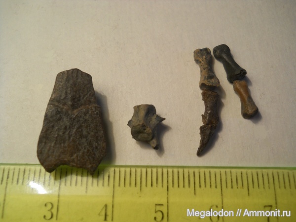 рептилии, юра, черепахи, бат, Шарыпово, Красноярский край, xinjianghelys, Bathonian, Jurassic