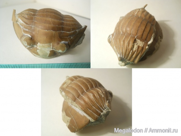 трилобиты, ордовик, Вильповицы, Subasaphus, Ленинградская область, Asaphidae, Ordovician