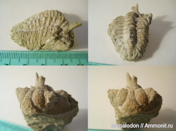 трилобиты, ордовик, Ленинградская область, Hoplolichoides, Копорье, Lichidae, hoplolichoides furcifer, Ordovician