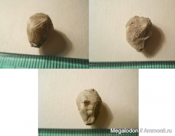 иглокожие, ордовик, р. Волхов, цистоидеи, Echinoencrinites, Echinoencrinites angulosus, Ленинградская область, Ordovician