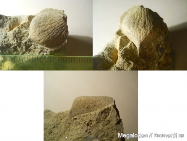 палеоген, растения, палеоцен, oxycarpia