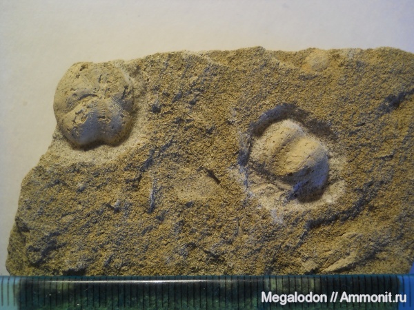 морские ежи, иглокожие, палеоген, палеоцен, Schizaster