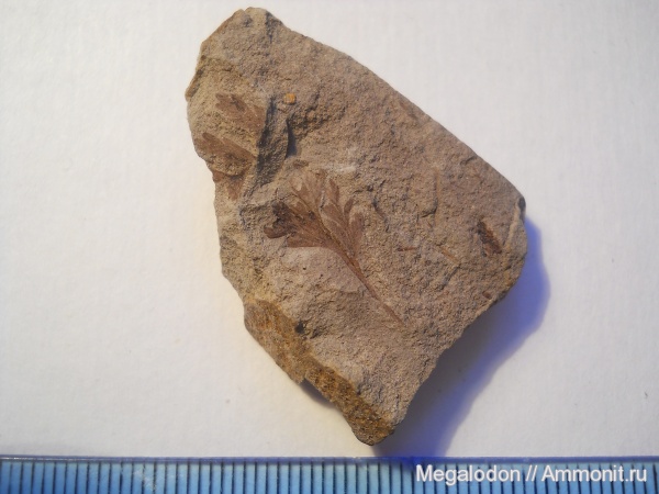 юра, папоротники, бат, Шарыпово, Красноярский край, Bathonian, Jurassic