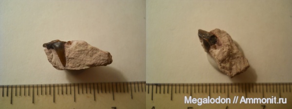 карбон, Цемгигант, рыбы, Московская область, Symmoriidae, касимовский век, fish