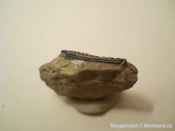 карбон, рыбы, Московская область, ихтиодорулиты, fish